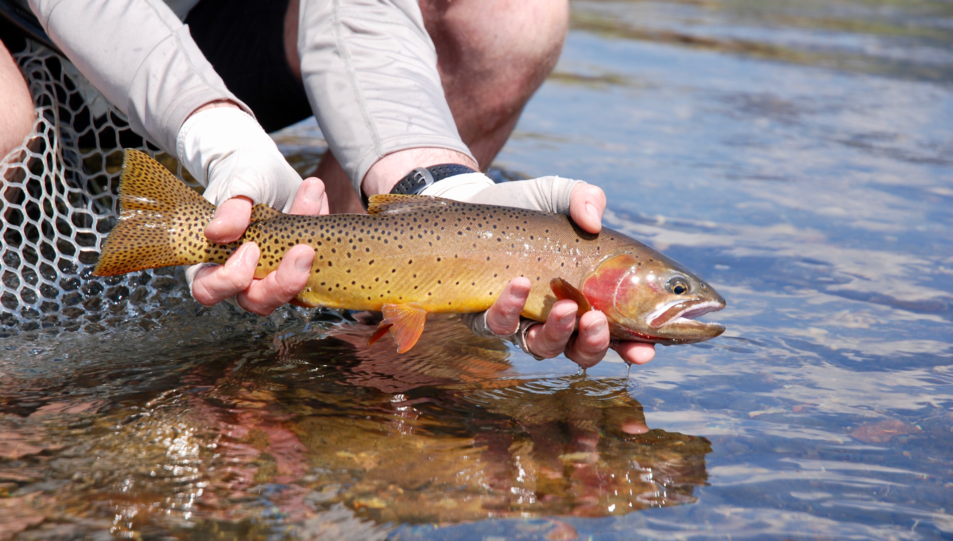 5 Tips for the Best Bozeman Fly Fishing Trips - Montana Angling Company