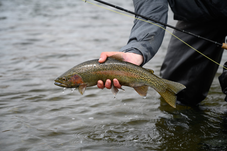Madison River Spring Fly Fishing Trips - Montana Angling Company