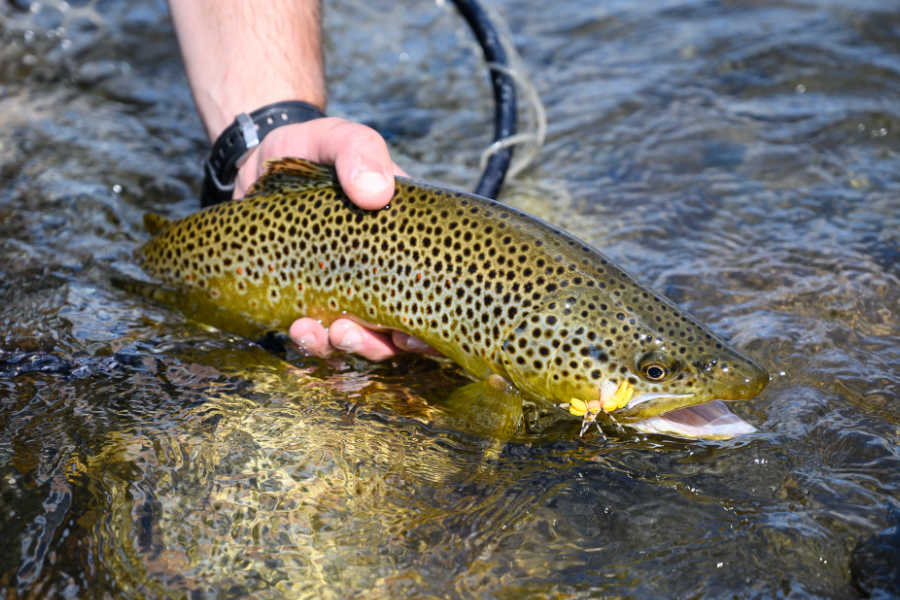 Top 5 Reasons to Fly Fish in Bozeman, MT - Montana Angling Company